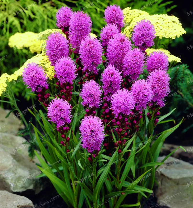 100pcs/Gayfeather (Liatris Spicata) Bonsai Plant Flower Bonsai For Home Garden. Mixed Color,Perennial Native Wildflowers !
100pcs/Gayfeather (Liatris Spicata) Bonsai Plant Flower Bonsai For Home Garden. Mixed Color,Perennial Native Wildflowers !