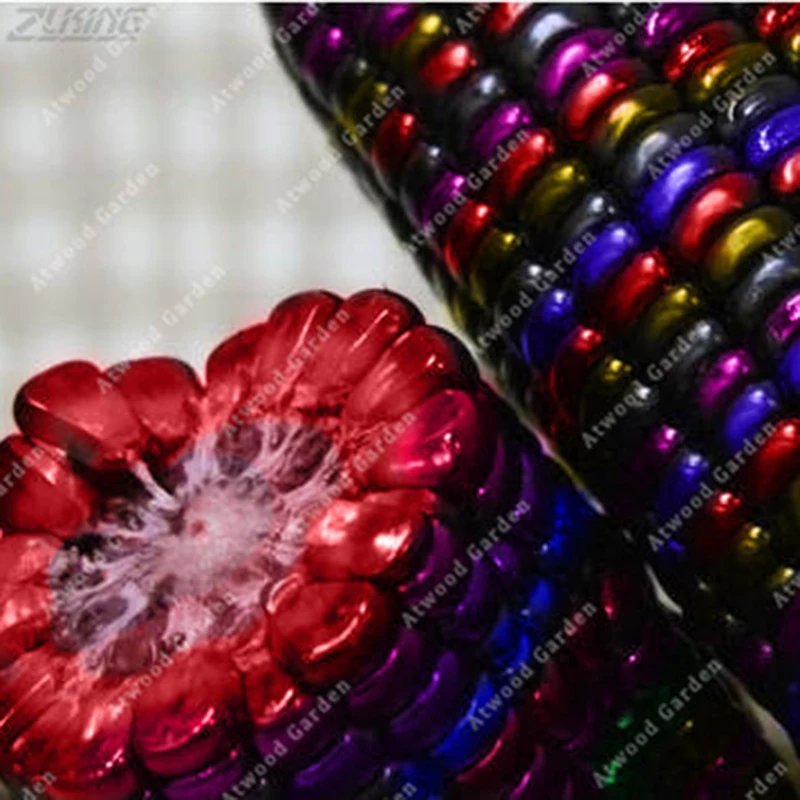 ZLKING 20 Pcs Rainbow Corn rare Artificial cultivation Color circle maize exotic ear hardy perennia vegetables plants
ZLKING 20 Pcs Rainbow Corn rare Artificial cultivation Color circle maize exotic ear hardy perennia vegetables plants