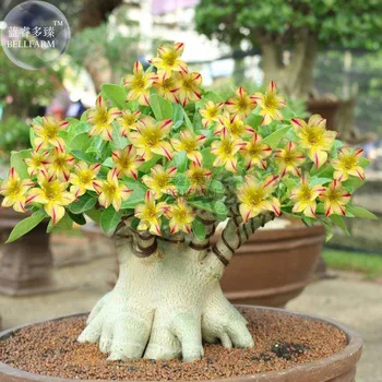 BELLFARM Yellow Adenium Red Stripe Desert Rose, 2 Seeds, bonsai short single petals compact flowers E3531