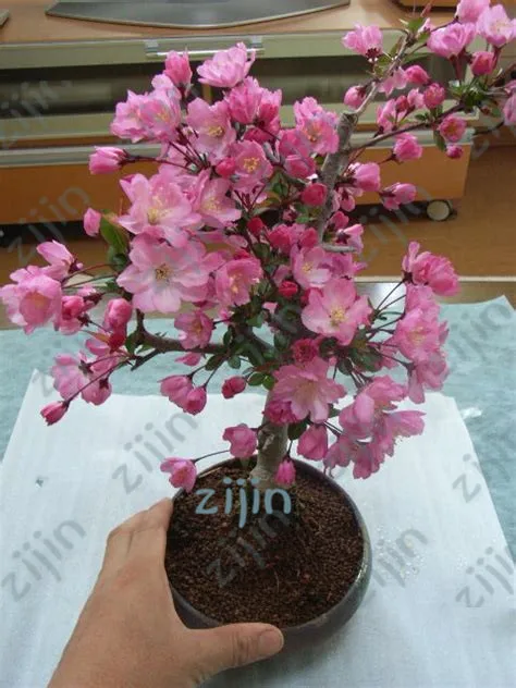 Rare Japanese sakura Cherry Blossom For Garden Flower Bonsai Tree Indoor flowers plants Easy Grow 10pcs Flower Pots Planters
Rare Japanese sakura Cherry Blossom For Garden Flower Bonsai Tree Indoor flowers plants Easy Grow 10pcs Flower Pots Planters