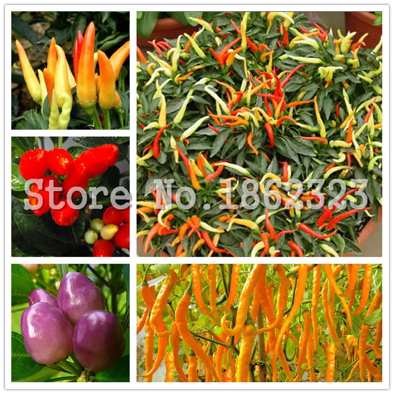 

200pcs Chilli Red Jalapeno Chili Hot Pepper Bonsai, organic vegetables plants, Courtyard & Balcony Outdoor Plant for Home Garden