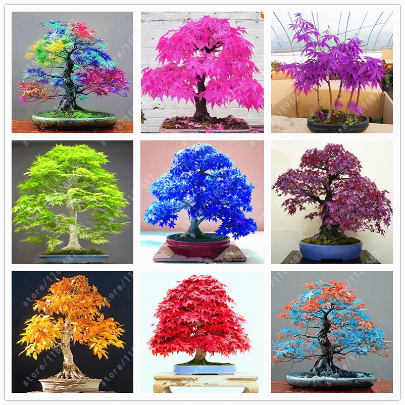 40 pcs/bag japanese maple seeds, toronto maple leafs, bonsai tree seeds perennial flowers plant pot fire maple for home garden
40 pcs/bag japanese maple seeds, toronto maple leafs, bonsai tree seeds perennial flowers plant pot fire maple for home garden