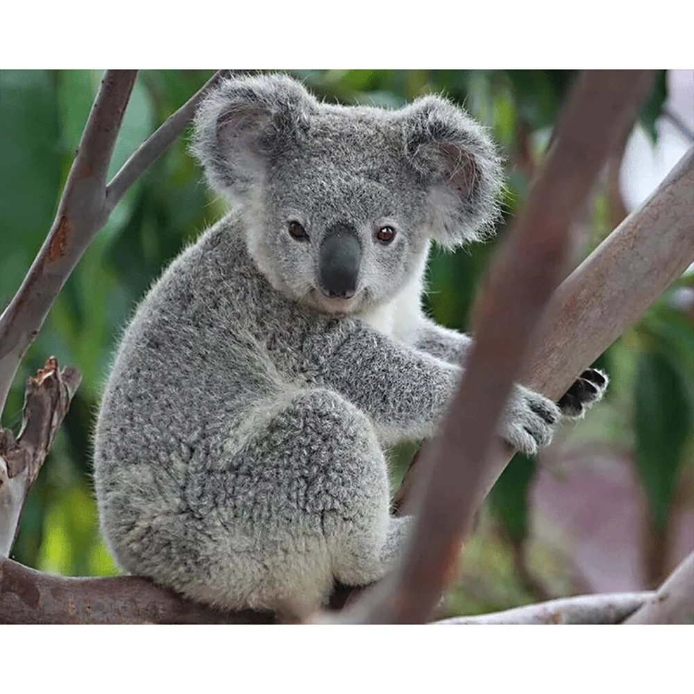Full Square/round Diamond 5D DIY Diamond Painting Koala Embroidery Cross Stitch Rhinestone Mosaic Home Decor
Full Square/round Diamond 5D DIY Diamond Painting Koala Embroidery Cross Stitch Rhinestone Mosaic Home Decor