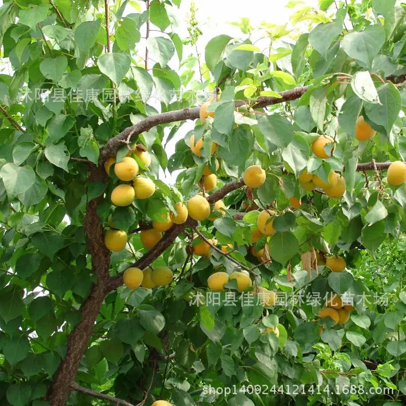 apricot fruit plant almond apricot North apricot plum real locations wild apricot bonsai 200g / Pack
apricot fruit plant almond apricot North apricot plum real locations wild apricot bonsai 200g / Pack