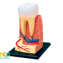 Anatomical Model Tooth Human-Body-Organ Puzzle 4d-Master Assembling-Toy