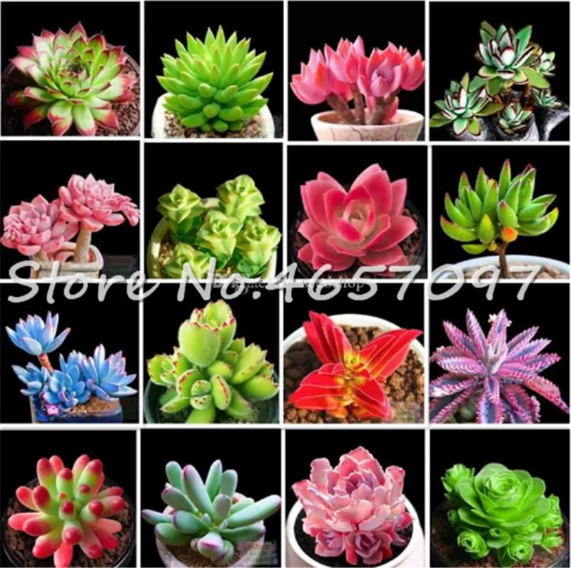 200 Pcs Succulent Bonsai Plant, Natural Air Purifier Easy To Grow Potted Plant Beauty Flower Bonsai For Garden Purify The Air
200 Pcs Succulent Bonsai Plant, Natural Air Purifier Easy To Grow Potted Plant Beauty Flower Bonsai For Garden Purify The Air