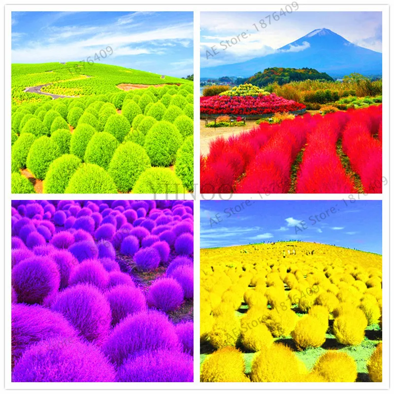 Mixed colors Grass plant Perennial 105pcs Grass Burning Bush Kochia Scoparia flores Red Garden Ornamental easy grow Bonsai
Mixed colors Grass plant Perennial 105pcs Grass Burning Bush Kochia Scoparia flores Red Garden Ornamental easy grow Bonsai