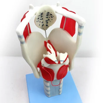 throat model Laryngeal structure and functional magnification model human anotomical modle vocal teaching 
throat model Laryngeal structure and functional magnification model human anotomical modle vocal teaching
