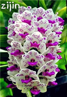 Big Sale!100pcs Rare Cymbidium orchid Plants African Cymbidiums Plantas Phalaenopsis bonsai flower for home garden decoration
Big Sale!100pcs Rare Cymbidium orchid Plants African Cymbidiums Plantas Phalaenopsis bonsai flower for home garden decoration