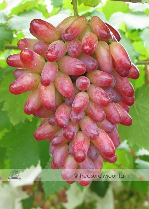 Grape SEED 1〜26 / 12〜26 US$ 3.99 - 1 Professional Pack, 100 seeds / pack, Manicure
