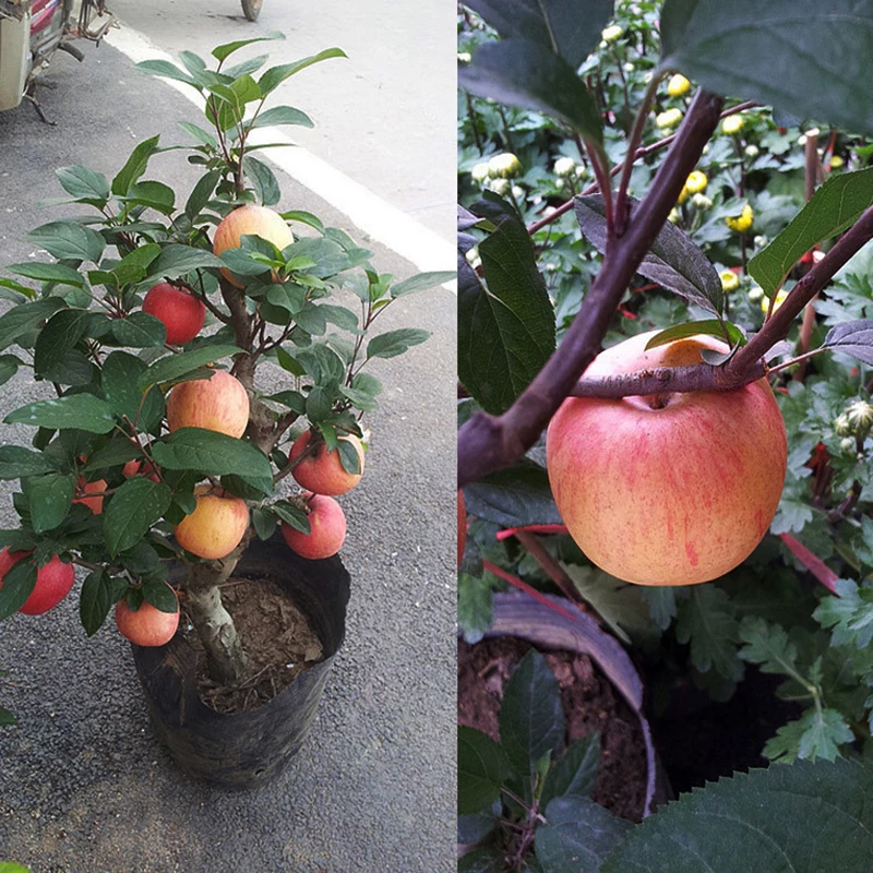 ZLKING 20PCS Sweet Apple Bonsai Delicious Juicy Planted on the Balcony Twig Big Natural Perennial Fruits For Home and Garden
ZLKING 20PCS Sweet Apple Bonsai Delicious Juicy Planted on the Balcony Twig Big Natural Perennial Fruits For Home and Garden