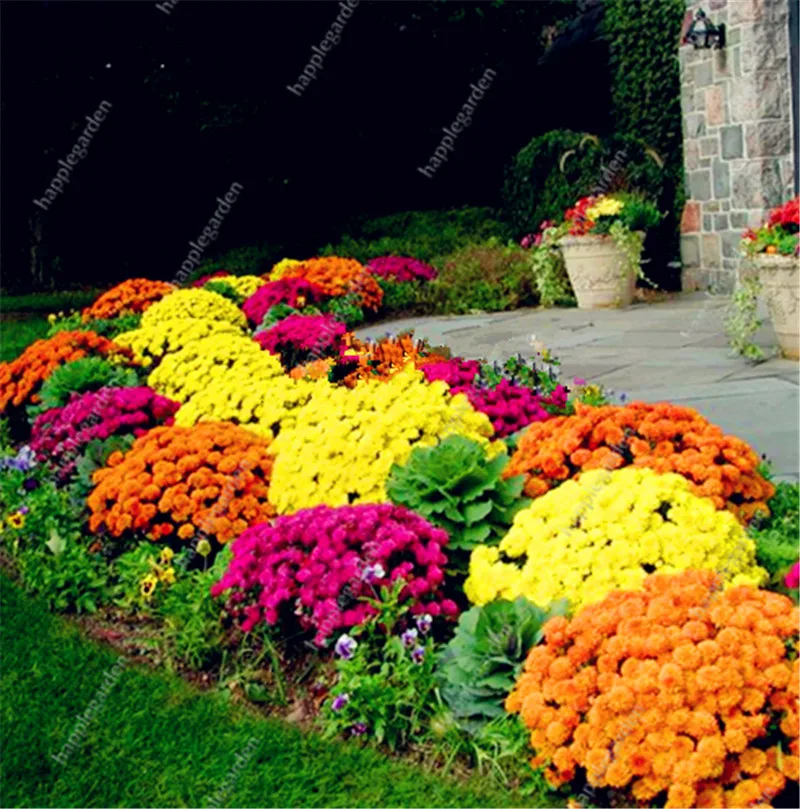 Genuine! 100 pcs/bag Ground Cover Chrysanthemum bonsai Easy to Grow flower plant for Home Garden Bonsai Plants
Genuine! 100 pcs/bag Ground Cover Chrysanthemum bonsai Easy to Grow flower plant for Home Garden Bonsai Plants