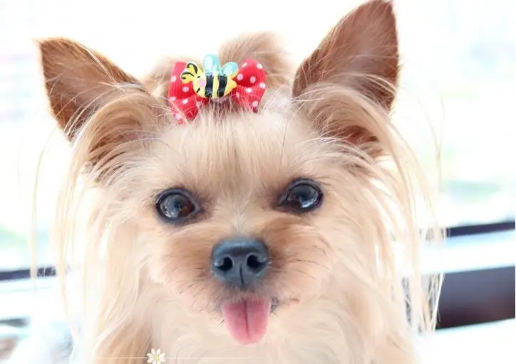 Pet tiara teddy Yorkshire Maltese bow tiara rubber band tiara Pet Cats Grooming Accessories
Pet tiara teddy Yorkshire Maltese bow tiara rubber band tiara Pet Cats Grooming Accessories
