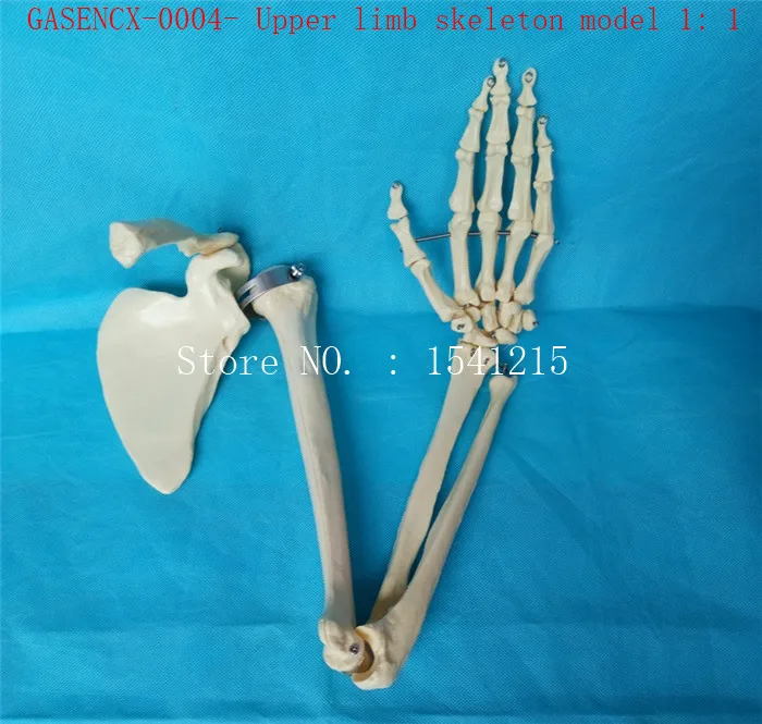 1: 1 upper limb skeleton model shoulder blade Skeleton model Skeleton model Medical teaching model-GASENCX-0004
1: 1 upper limb skeleton model shoulder blade Skeleton model Skeleton model Medical teaching model-GASENCX-0004