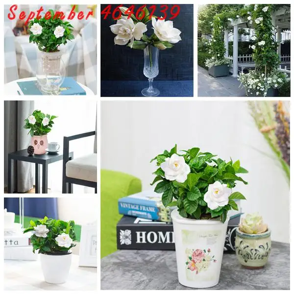 5pcs Rare! Gardenia plant (Cape Jasmine )-DIY Home Garden Potted Bonsai, amazing smell & beautiful flowers for room
5pcs Rare! Gardenia plant (Cape Jasmine )-DIY Home Garden Potted Bonsai, amazing smell & beautiful flowers for room