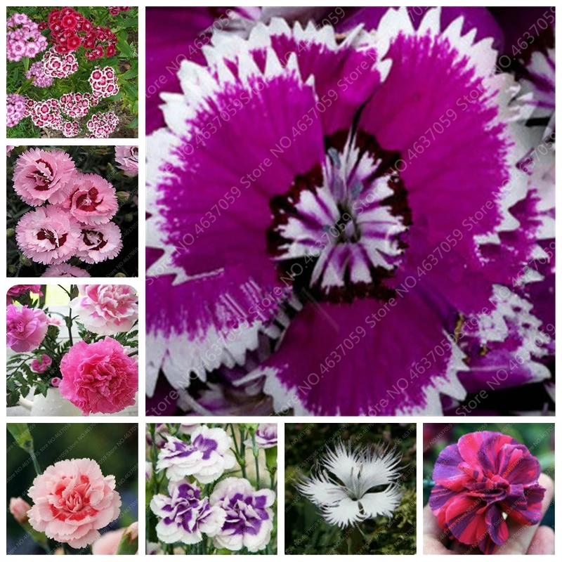 300 pcs/ bag Bonsai Carnation Flower Plants Balcony Potted Garden Perennial Flowers Dianthus Caryophyllus Planta Purify The Air
300 pcs/ bag Bonsai Carnation Flower Plants Balcony Potted Garden Perennial Flowers Dianthus Caryophyllus Planta Purify The Air