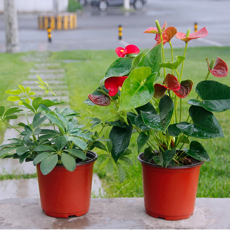 Modern Style 200Pcs Plastic Flower Pots Planters Garden Plant Nursery Pots Container for Growing Herbs Smaller Annual Vegetables
Modern Style 200Pcs Plastic Flower Pots Planters Garden Plant Nursery Pots Container for Growing Herbs Smaller Annual Vegetables