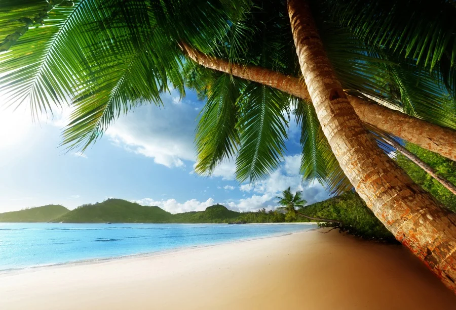 Laeacco Beach Blue Sky Summer Sea Palm Tree Scenic Photography Backgrounds Customized Photographic Backdrops For Photo Studio
Laeacco Beach Blue Sky Summer Sea Palm Tree Scenic Photography Backgrounds Customized Photographic Backdrops For Photo Studio