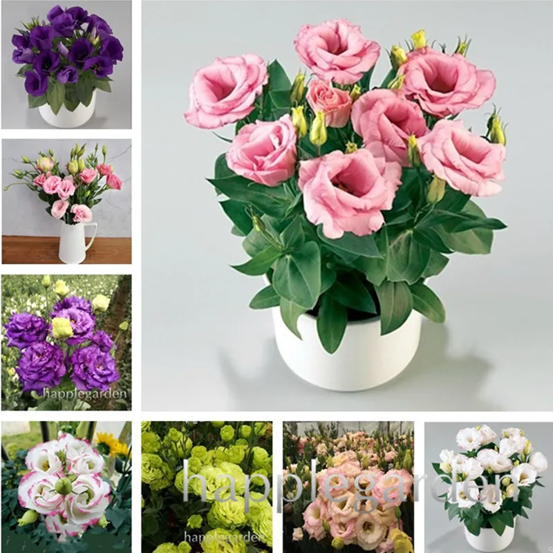 100 Pcs Eustoma Grandiflorum Bonsai Plants Lisianthus Flower Perennial Ornamental Plantas Sementes de flores for Home Garden
100 Pcs Eustoma Grandiflorum Bonsai Plants Lisianthus Flower Perennial Ornamental Plantas Sementes de flores for Home Garden