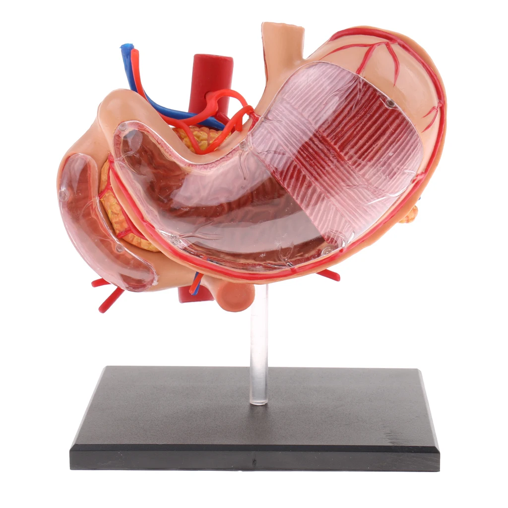 Anatomical Human Stomach & Pancreas Organs Science Anatomy Model Learning Resource Student School Supplies