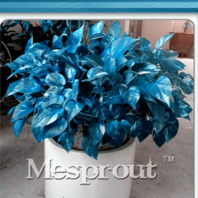 50PCS Chinese Mix Epipremnum Aureum Bonsai Beautiful Plant Bonsai Houseplant DIY Home Garden Decoration Big Sale!
50PCS Chinese Mix Epipremnum Aureum Bonsai Beautiful Plant Bonsai Houseplant DIY Home Garden Decoration Big Sale!