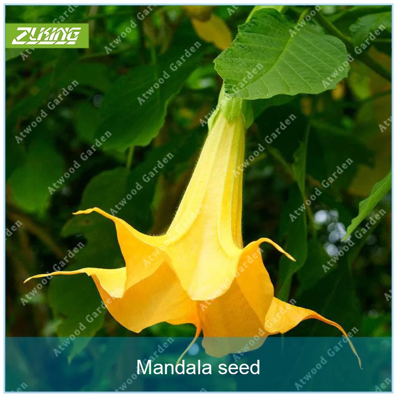 ZLKING 100pcs Mandala Flower Bonsai Plants For Home Garden Rainbow Flower Garden Plantas Exoticas
ZLKING 100pcs Mandala Flower Bonsai Plants For Home Garden Rainbow Flower Garden Plantas Exoticas
