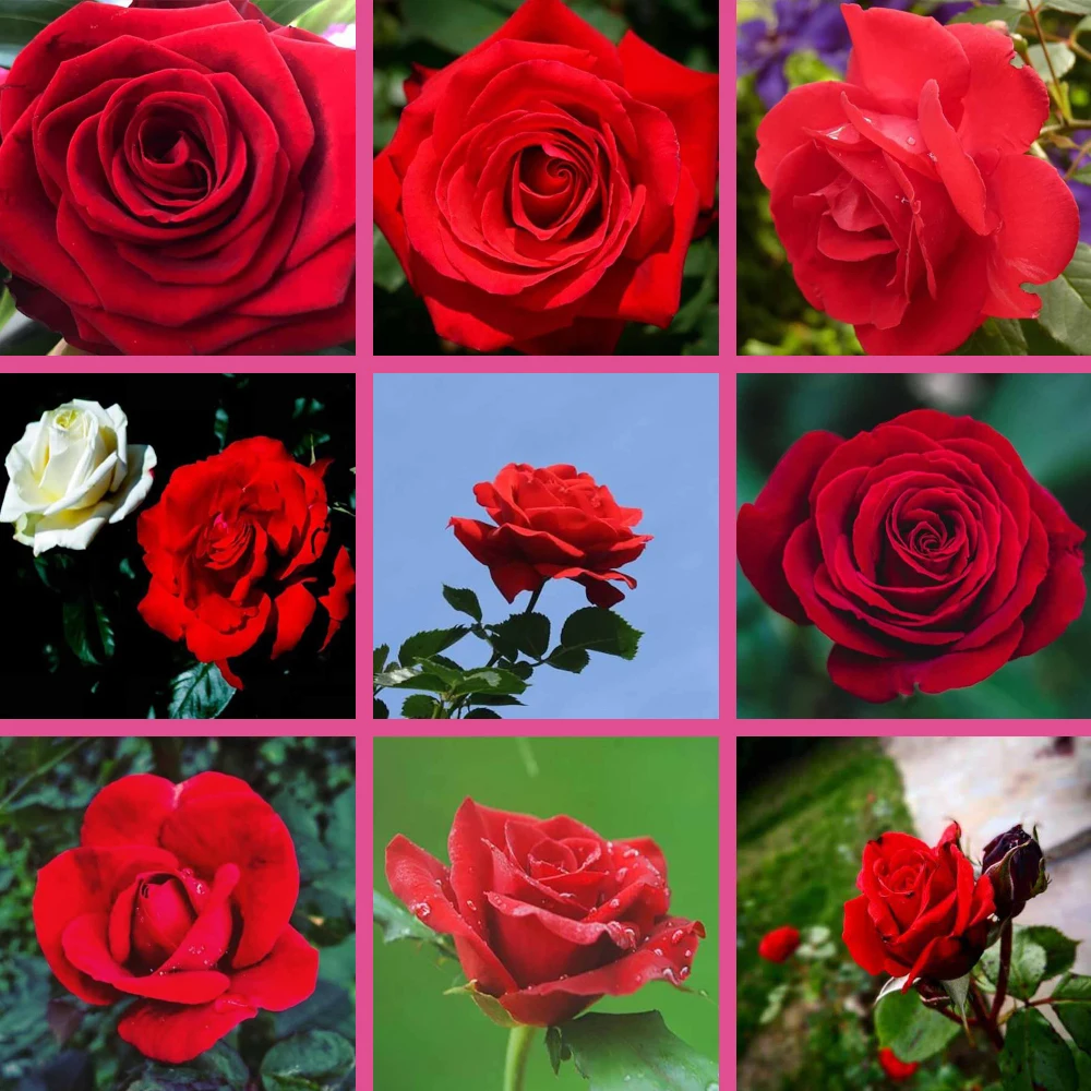 5d diamond painting Rose home decoration flower pattern diamond embroidery mosaic sale Let me take you to discover beauty FLNO.3
5d diamond painting Rose home decoration flower pattern diamond embroidery mosaic sale Let me take you to discover beauty FLNO.3