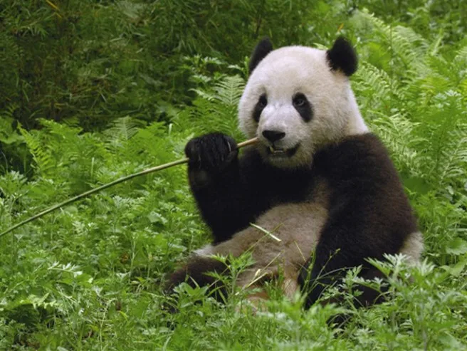animal_2008_animal_1680_desktop_01_30747_m_