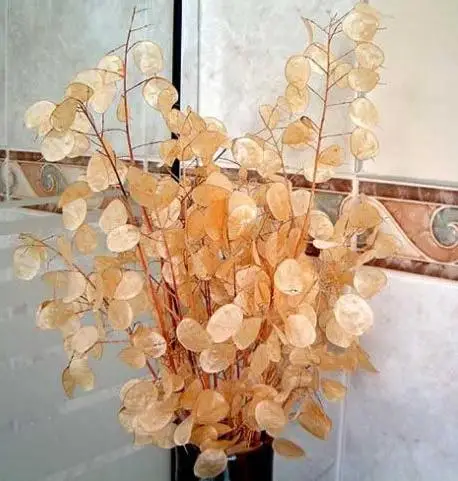 New Sementes Promotion! Free Shipping Silver Fan Grass bonsai 20 Pcs Lunaria Annua Flowers Rare Garden Home Bonsai Planting
New Sementes Promotion! Free Shipping Silver Fan Grass bonsai 20 Pcs Lunaria Annua Flowers Rare Garden Home Bonsai Planting