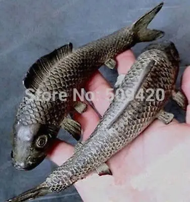 fast Shipping2pc Folk bronze carvings a auspicious lifelike Wealth fish statue Lucky Animal
fast Shipping2pc Folk bronze carvings a auspicious lifelike Wealth fish statue Lucky Animal
