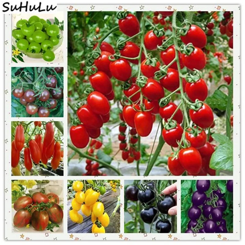 200 Pcs High Quality Fruit Vegetable Climbing Tomato Bonsai Plant Garden Balcony Flowerpot Edible Plants Non-Gmo Food Easy Grow
200 Pcs High Quality Fruit Vegetable Climbing Tomato Bonsai Plant Garden Balcony Flowerpot Edible Plants Non-Gmo Food Easy Grow