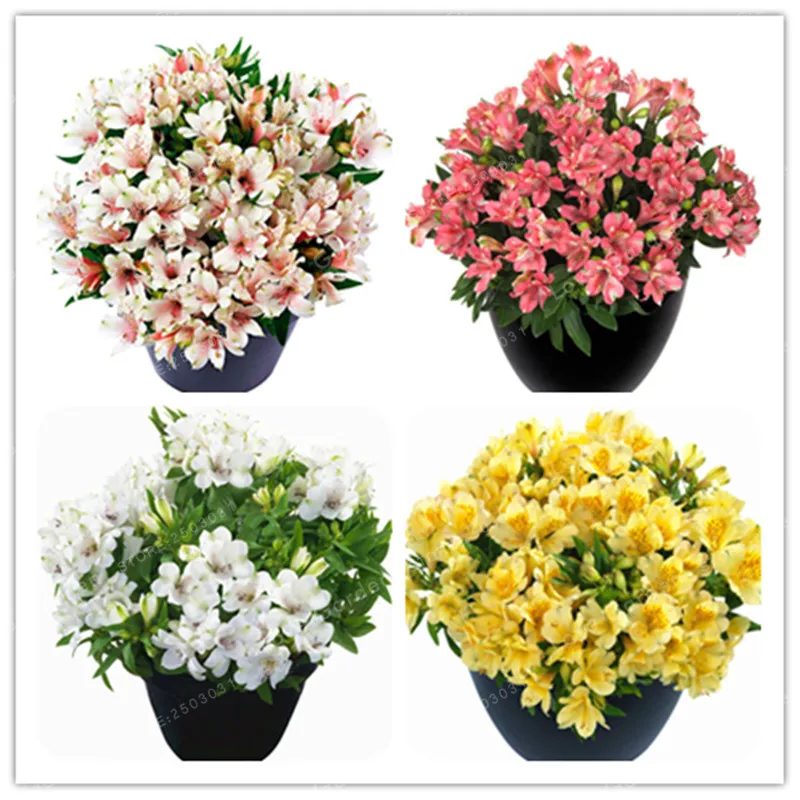 Rare 16 Different Colors Of The Peruvian Lily Bonsai Home Garden Flowers Bonsai Potted Alstroemeria 100 Pcs/Bag
Rare 16 Different Colors Of The Peruvian Lily Bonsai Home Garden Flowers Bonsai Potted Alstroemeria 100 Pcs/Bag