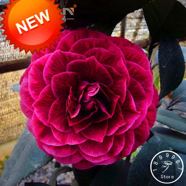Best-Selling!100 Pcs/Lot Black Rose Camellia Bonsai Potted Plants Garden Flower Plantas Potted Ornamental Plants Common,#JH8HPA
Best-Selling!100 Pcs/Lot Black Rose Camellia Bonsai Potted Plants Garden Flower Plantas Potted Ornamental Plants Common,#JH8HPA
