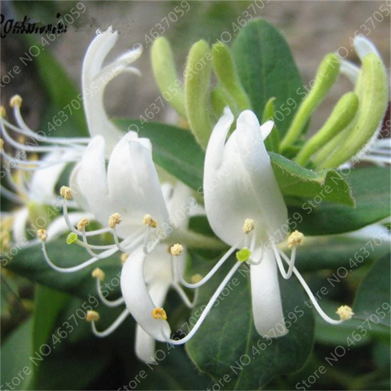 100 Pcs/ Bag Rare Honeysuckle Bonsai Garden Climbing Perennial Vine Aromatic Jinyinhua Flower Potted Tecomaria Capensis Plant
100 Pcs/ Bag Rare Honeysuckle Bonsai Garden Climbing Perennial Vine Aromatic Jinyinhua Flower Potted Tecomaria Capensis Plant