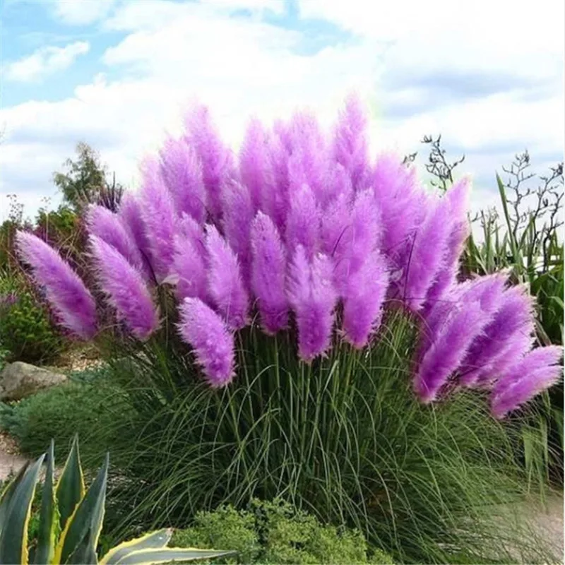 

100pcs New Rare Impressive Purple Pampas Grass bonsais Ornamental home garden Plants Flowers bonsais Cortaderia Selloana