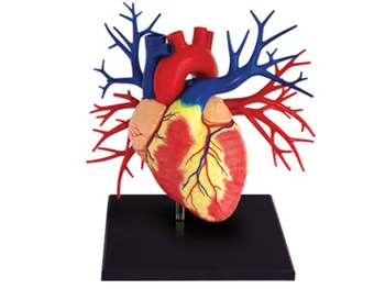 1:1 Big heart human internal organs anatomy model medical teaching puzzle disassembly toy
1:1 Big heart human internal organs anatomy model medical teaching puzzle disassembly toy