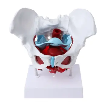 Female Pelvis Pelvic Floor Muscle Model Uterus Ovary Muscle Teaching Resources Educational Supplies Removable
Female Pelvis Pelvic Floor Muscle Model Uterus Ovary Muscle Teaching Resources Educational Supplies Removable