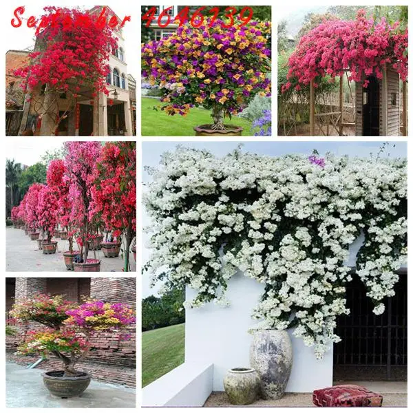 100 Pcs Bonsai Bougainvillea Colorful Bougainvillea Flower Variety Complete The Budding Rate 95% Hardy Planting For Home Garden
100 Pcs Bonsai Bougainvillea Colorful Bougainvillea Flower Variety Complete The Budding Rate 95% Hardy Planting For Home Garden