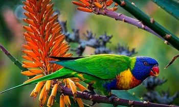 CAMMITEVER Diy Diamond Painting Mosaic Parrot Resin Full Round 5D Diamond Embroidery Cross Stitch Needlework Animal Pattern
CAMMITEVER Diy Diamond Painting Mosaic Parrot Resin Full Round 5D Diamond Embroidery Cross Stitch Needlework Animal Pattern