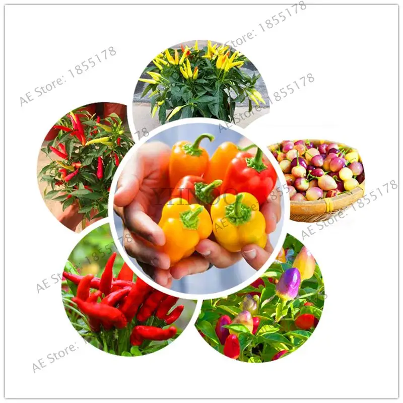 New Arrival 200 pcs Giant Spices Red Hot Pepper bonsai Plants Garden Supplies Interest for Home* Garden
New Arrival 200 pcs Giant Spices Red Hot Pepper bonsai Plants Garden Supplies Interest for Home* Garden
