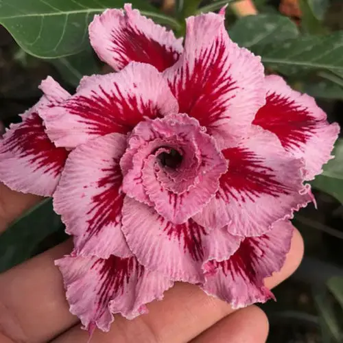 100% Real Color * Fresh Adenium Obesum semillas - Bonsai Desert Rose Flower Plant semillas sementes ( No. QA050 )
100% Real Color * Fresh Adenium Obesum semillas - Bonsai Desert Rose Flower Plant semillas sementes ( No. QA050 )