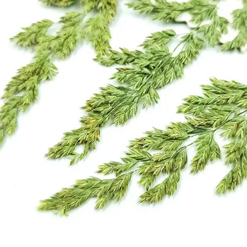 60pcs Pressed Dried Seed-heads Flower Plant Herbarium For Jewelry Postcard Invitation Card Phone Case Bookmark DIY
60pcs Pressed Dried Seed-heads Flower Plant Herbarium For Jewelry Postcard Invitation Card Phone Case Bookmark DIY