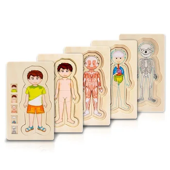 Multilayer Human Body Puzzle 5-layer Wooden Puzzle Male and Female Body Structure Model Jigsaw Body Cognition Toys for Kids
Multilayer Human Body Puzzle 5-layer Wooden Puzzle Male and Female Body Structure Model Jigsaw Body Cognition Toys for Kids