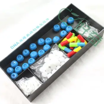Free Shipping Plastic DNA Structure Model Atomic Structure Diagram Laboratory Equipment
Free Shipping Plastic DNA Structure Model Atomic Structure Diagram Laboratory Equipment