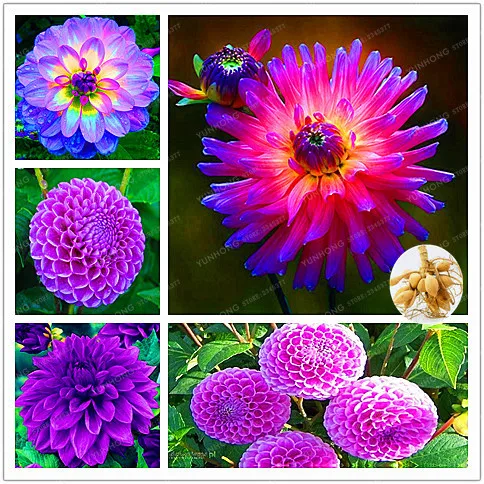 2 Bulb True Purple Dahlia Bulbs Flower,Bonsai Flower Bulb,Symbolizes Courage And Lucky,Home Garden Plant-Dahlia Bonsai)
2 Bulb True Purple Dahlia Bulbs Flower,Bonsai Flower Bulb,Symbolizes Courage And Lucky,Home Garden Plant-Dahlia Bonsai)