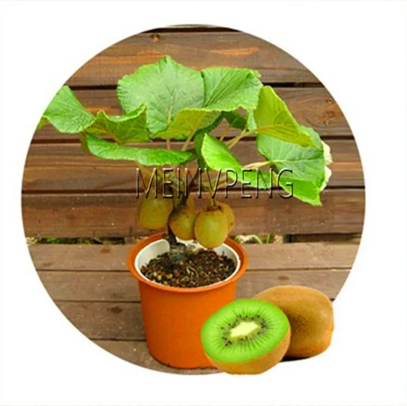 Lowest Price!GGG AAA 40garden Free shipping, Thailand Mini Kiwi bonsai Fruit Bonsai Plants, Delicious Kiwi Small Fruit Trees
Lowest Price!GGG AAA 40garden Free shipping, Thailand Mini Kiwi bonsai Fruit Bonsai Plants, Delicious Kiwi Small Fruit Trees