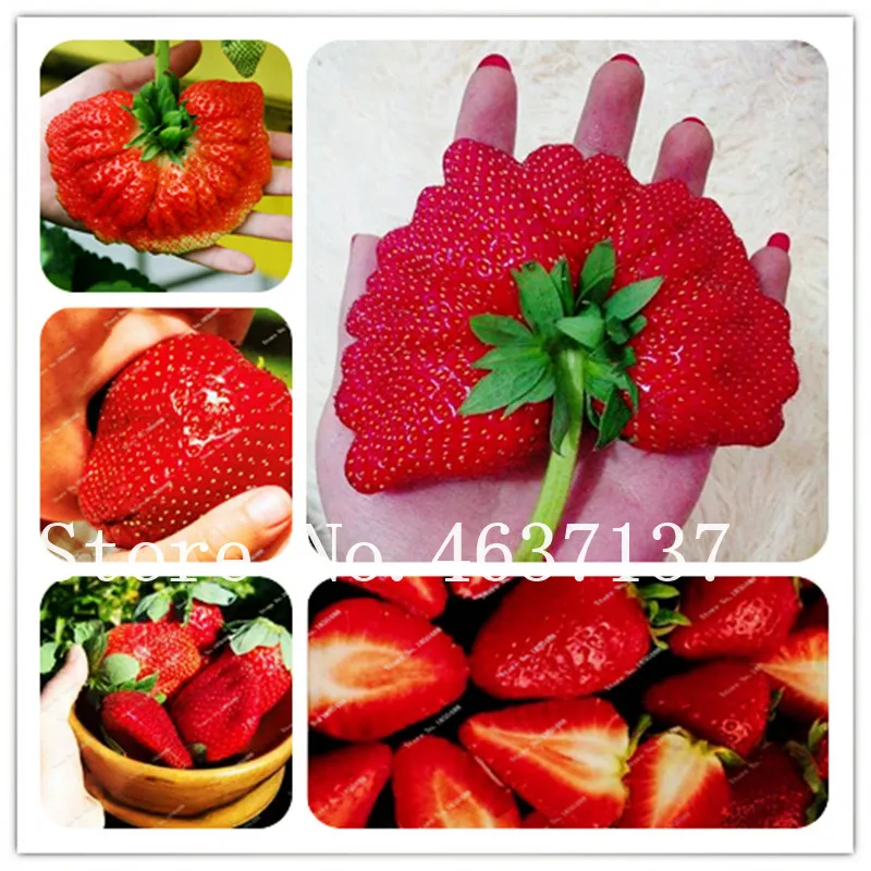 Hot ! 100 Pcs Giant Red Strawberry Bonsai, Tropical Sweet Fruit Tree, Planting Is Simple, Climbing Fruit Tree Bonsai For Garden
Hot ! 100 Pcs Giant Red Strawberry Bonsai, Tropical Sweet Fruit Tree, Planting Is Simple, Climbing Fruit Tree Bonsai For Garden