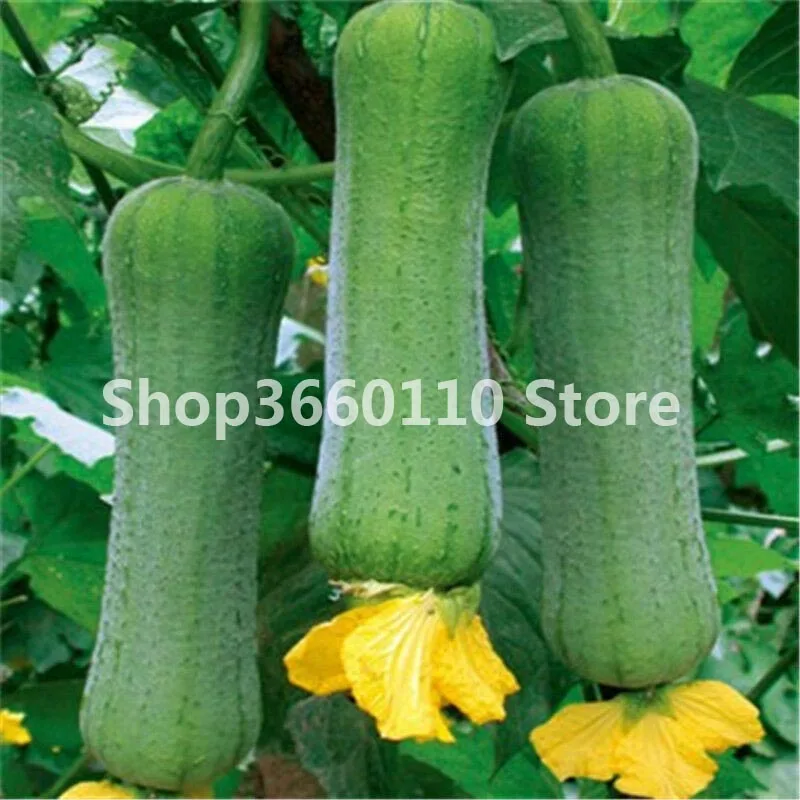 3pcs Loofah Luffa cylindrica angular towel gourd long luffa organic vegetable for home garden plants Easy to grow Free shipping
3pcs Loofah Luffa cylindrica angular towel gourd long luffa organic vegetable for home garden plants Easy to grow Free shipping