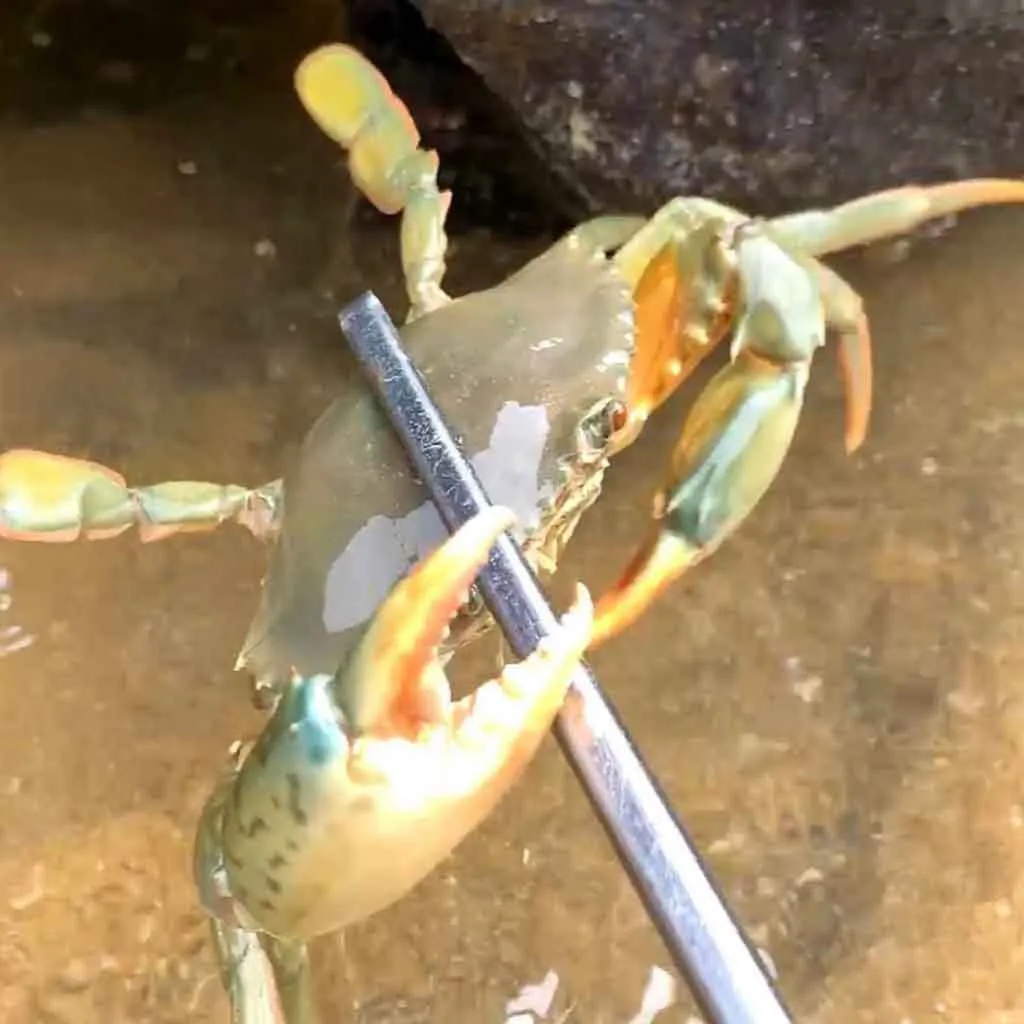 Reinforced Multi-function Clip Anti-slip Tool Clip Sea Crab Artifact Crab Tongs Nuts Kitchenware Crab Claw Sheller Crab Tools
Reinforced Multi-function Clip Anti-slip Tool Clip Sea Crab Artifact Crab Tongs Nuts Kitchenware Crab Claw Sheller Crab Tools
