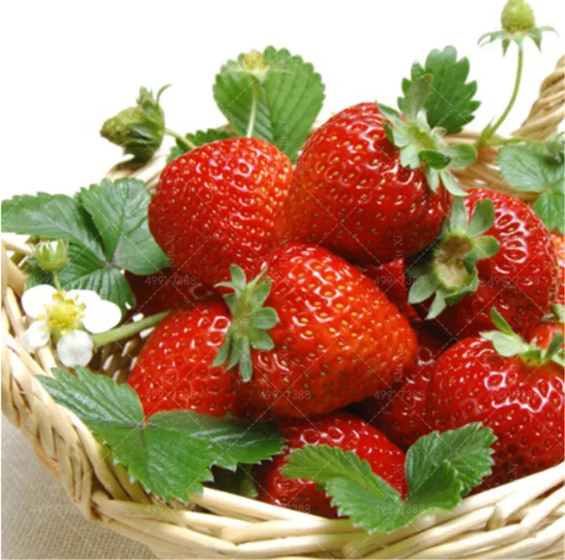 200 Pcs Climbing Red Strawberry Bonsai Very Big And Delicious Heirloom Vegetables And Fruit Bonsai Creeper plant
200 Pcs Climbing Red Strawberry Bonsai Very Big And Delicious Heirloom Vegetables And Fruit Bonsai Creeper plant